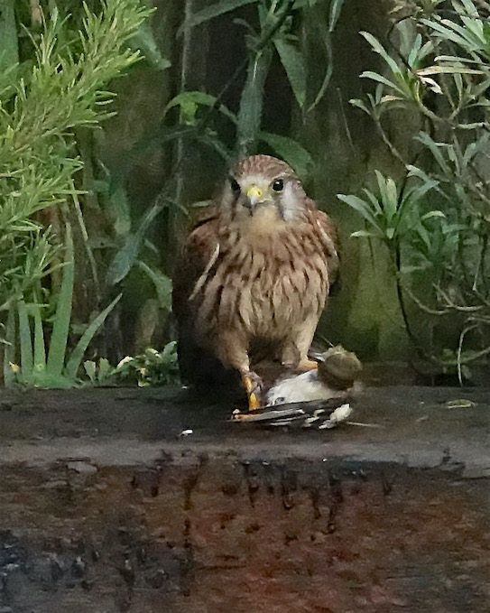 kestrel